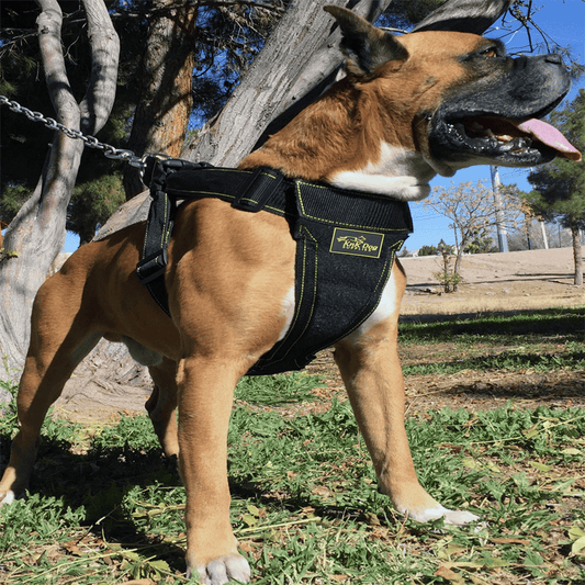 Heavy Duty Dog Harness!