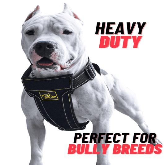 Heavy Duty Dog Harness!
